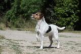 PARSON RUSSEL TERRIER 100